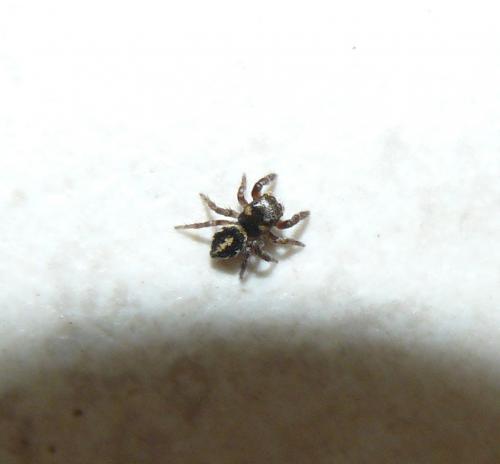 Pellenes nigrociliatus